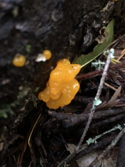 Dacrymyces