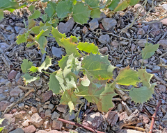 Acourtia nana