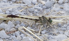 Arigomphus submedianus