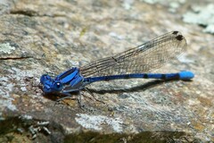 Argia lacrimans