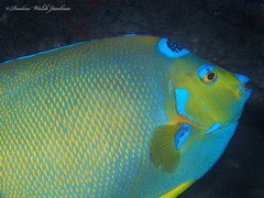 Holacanthus ciliaris