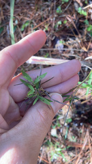 Dichanthelium strigosum
