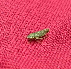 Rugosana querci