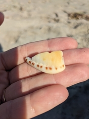 Cypraecassis testiculus