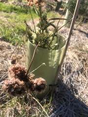 Eriogonum fasciculatum