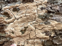 Fomitiporia punctata