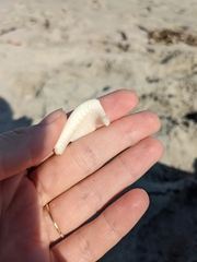 Cypraecassis testiculus