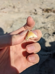 Cypraecassis testiculus