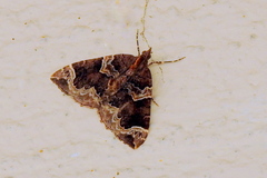 Eulithis xylina