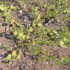 Acourtia nana