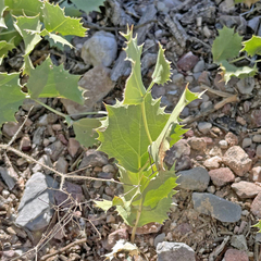 Acourtia nana