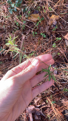 Dichanthelium strigosum