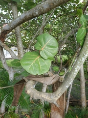 Coccoloba uvifera
