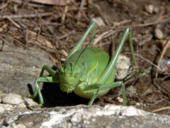 Polysarcus denticauda