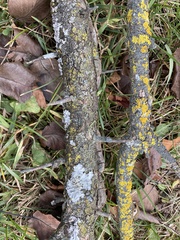 Polycauliona polycarpa