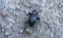 Carabus glabratus