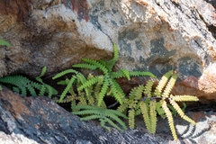 Gleichenia polypodioides