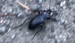 Carabus glabratus