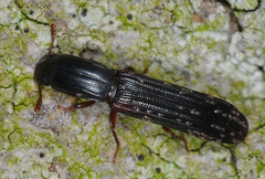Colydium elongatum