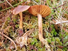 Cortinarius huronensis
