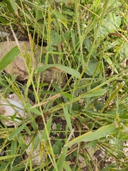 Urochloa fusca