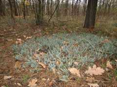 Petrosedum orientale