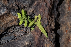 Gleichenia polypodioides