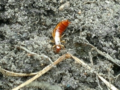 Apterygida albipennis