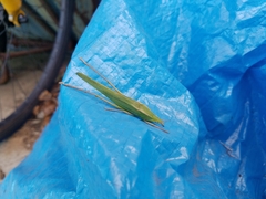 Euconocephalus varius