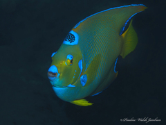 Holacanthus ciliaris