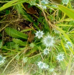 Eryngium carlinae