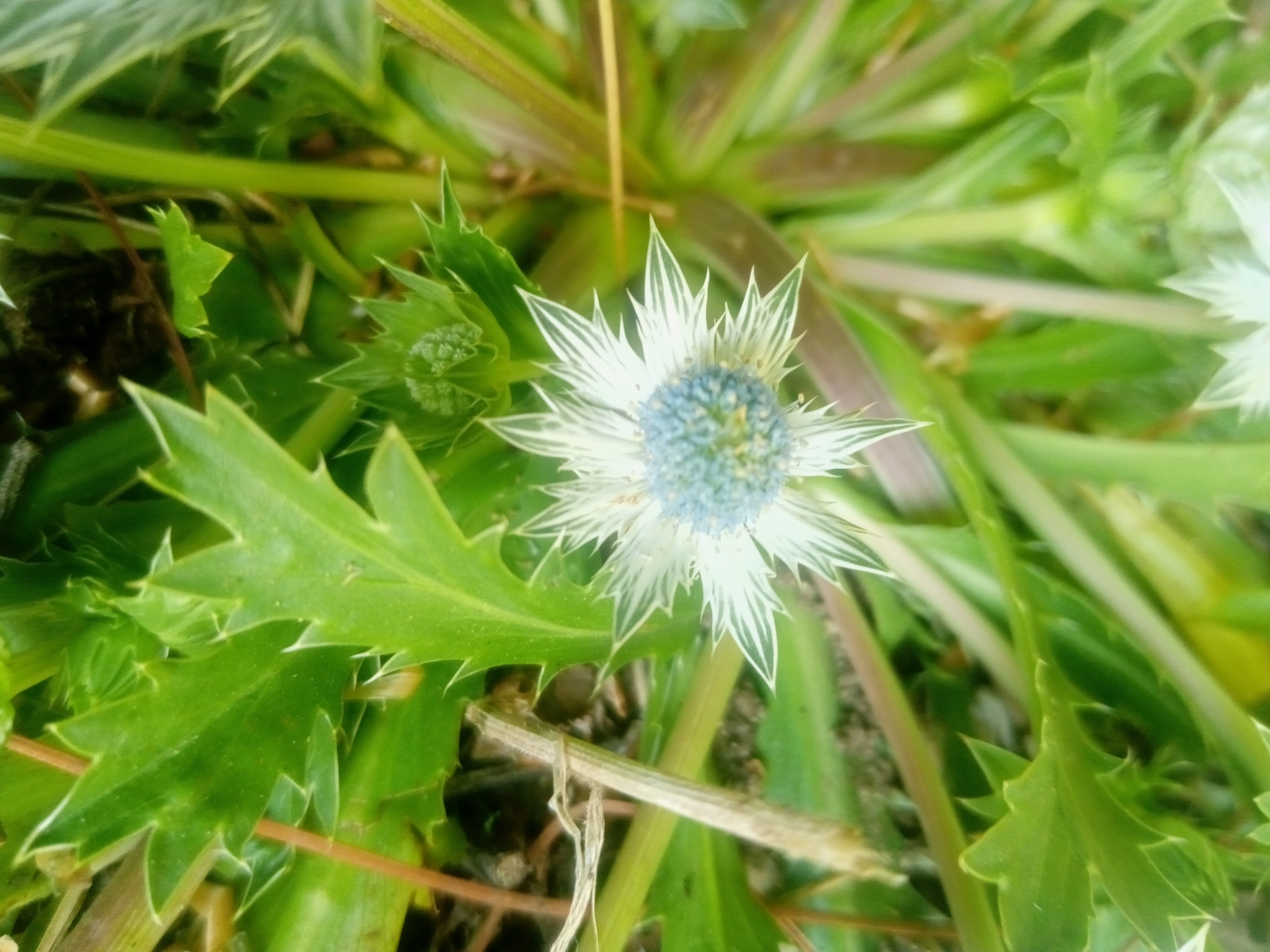 Eryngium carlinae F.Delaroche