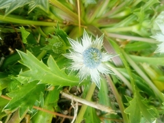 Eryngium carlinae