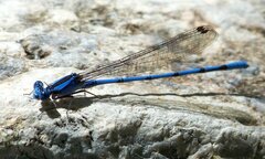 Argia lacrimans