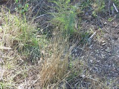 Hordeum murinum leporinum