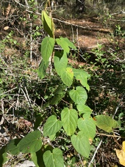 Gonolobus suberosus