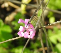 Silene colorata