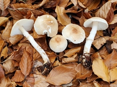 Lepiota ignivolvata