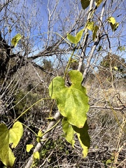 Matelea edwardsensis