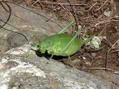 Polysarcus denticauda