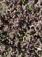 Extriplex californica