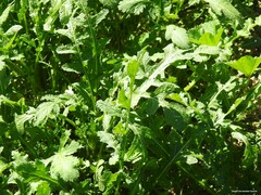 Diplotaxis catholica