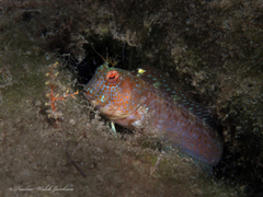 Parablennius marmoreus