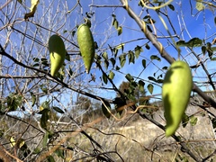 Matelea edwardsensis