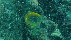 Chaetodon aureofasciatus