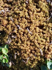 Tortella squarrosa