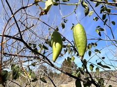 Matelea edwardsensis