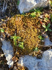 Tortella squarrosa
