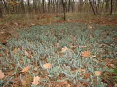 Petrosedum orientale