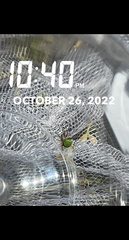 Araneus detrimentosus